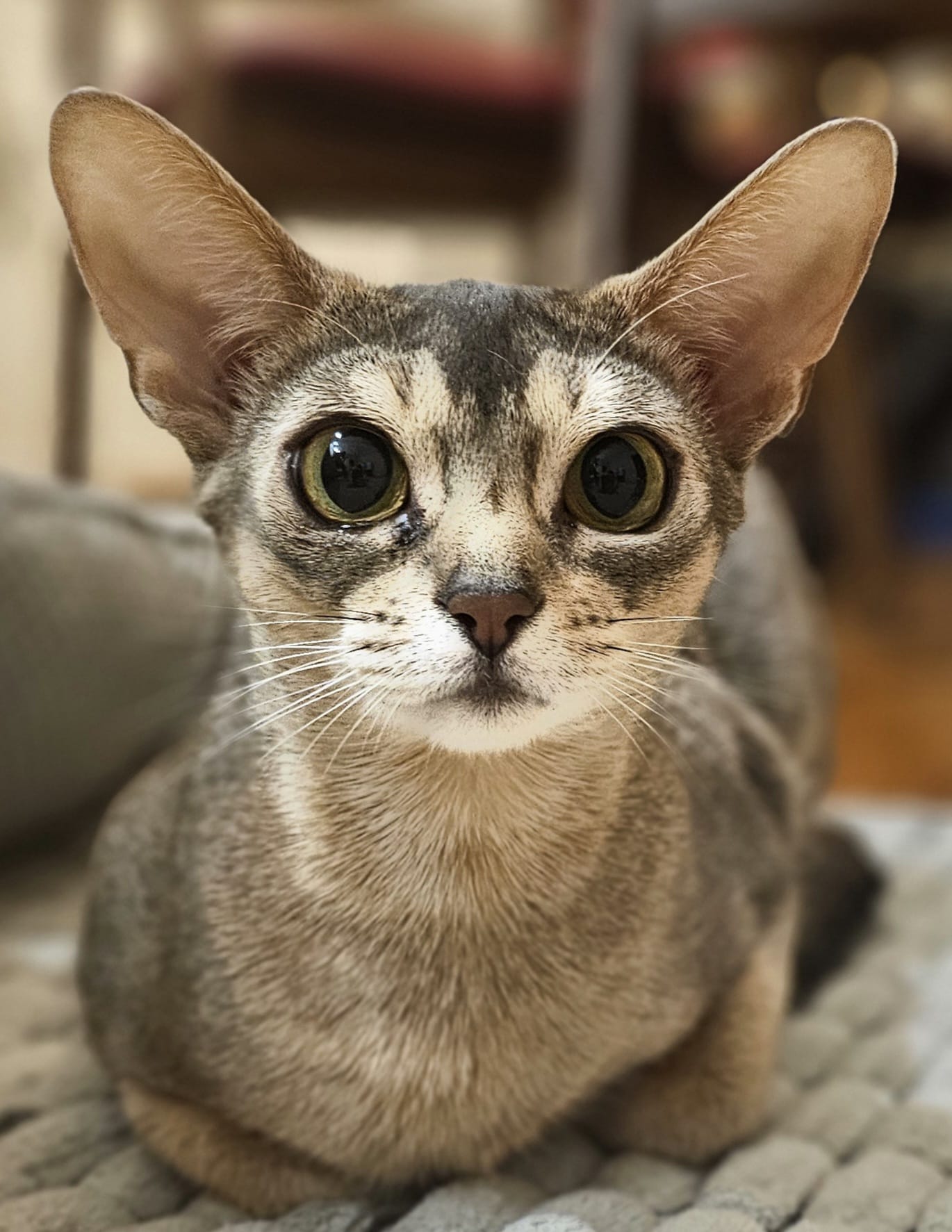 Kot abisyński - Rachel Family